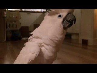 Cockatoo Enjoys Evening of Cuddles and Playtime With Owner