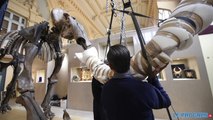 Lyon : un squelette de mammouth mis en vente aux enchères