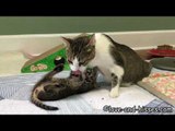 Adorable Kittens Try to Play During Bath Time