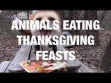 Animals Eating Thanksgiving Feasts
