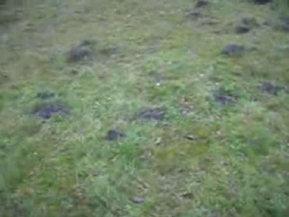 Hund - Deutscher Boxer beim spielen