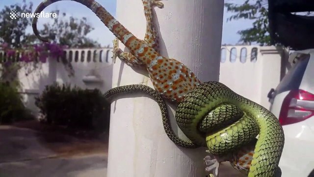 Brit separates snake and lizard in 'Mexican standoff'
