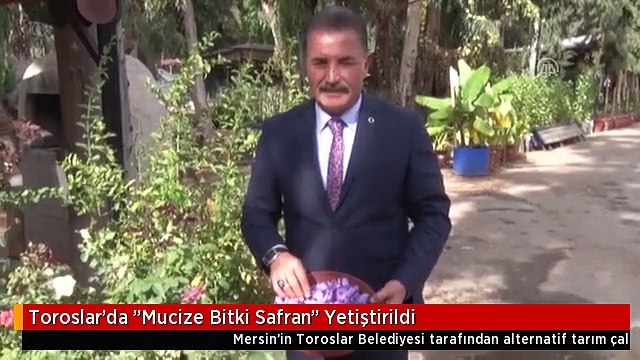 Toroslar'da Mucize Bitki Safran Yetiştirildi