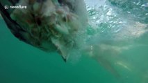 Great white shark bares impressive rows of sharp teeth