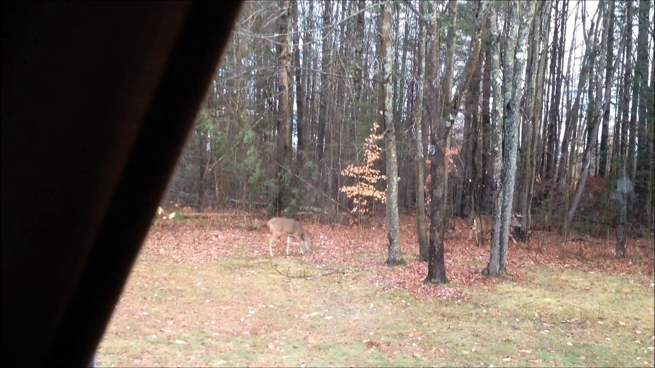 Buck and Doe Stroll