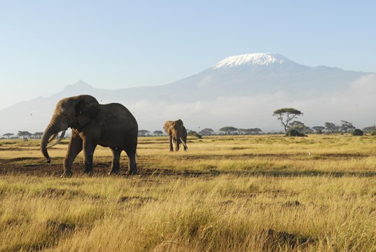 Trump lifts ban on importing heads of hunted elephants