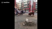 Is this cow begging for its life before being butchered?
