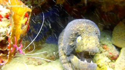 This is what an angry eel attack looks like