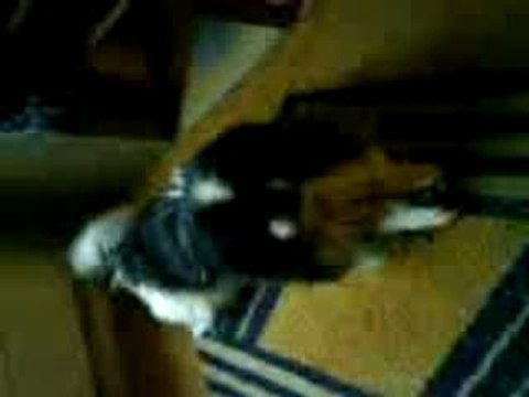 Pékinois d'attaque, chiens dangereux