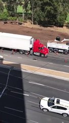 Quand un kangourou se promène tranquilement sur une route