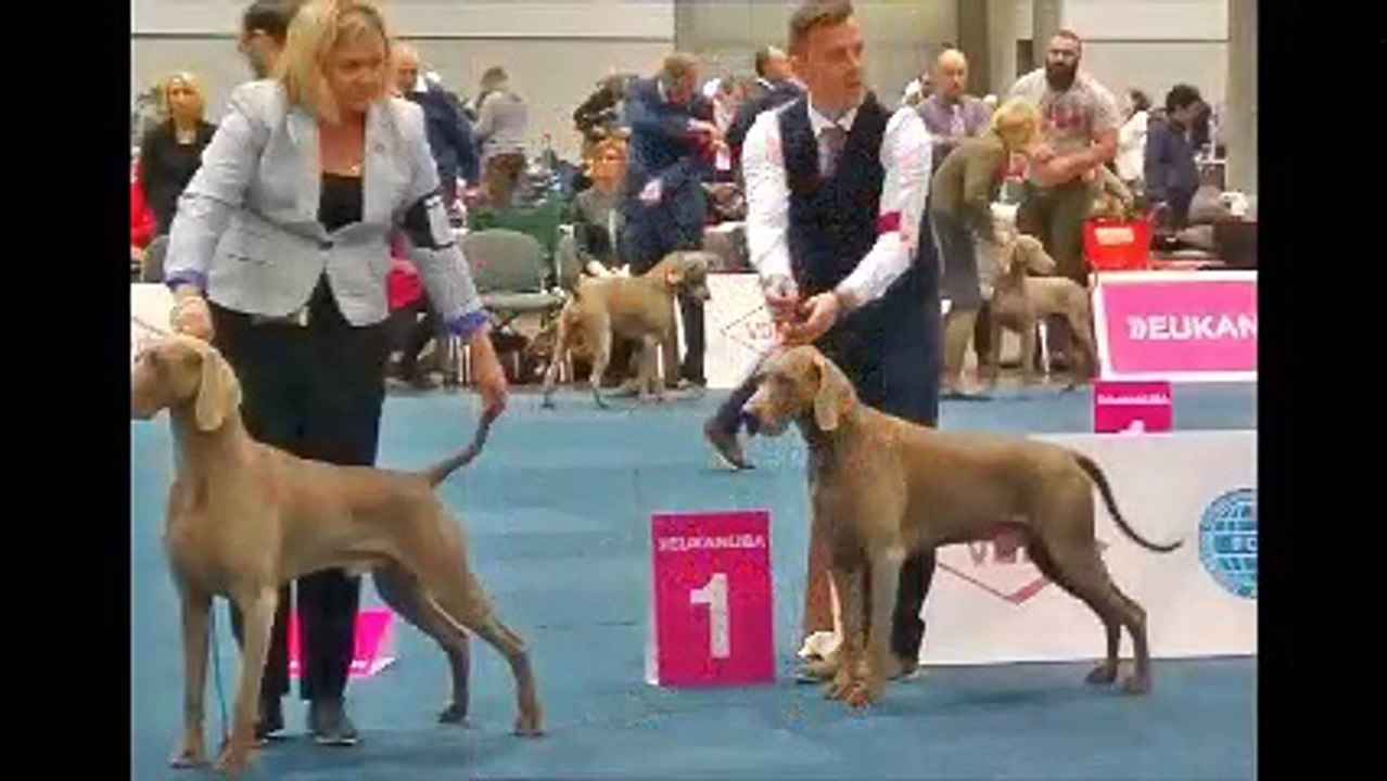 World dog Show leipzig 2017