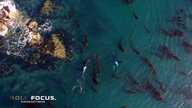 Des orques jouent avec une otarie qu'ils balancent en l'air comme un vulgaire ballon... Cruel