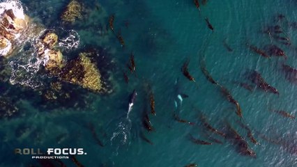 Des orques "jouent" avec une otarie qu'ils balancent en l'air comme un vulgaire ballon... Cruel