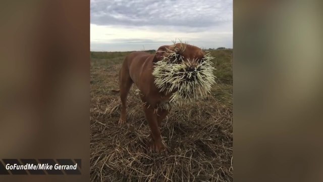Ces 3 chiens se sont un peu trop approchés d'un porc-epic