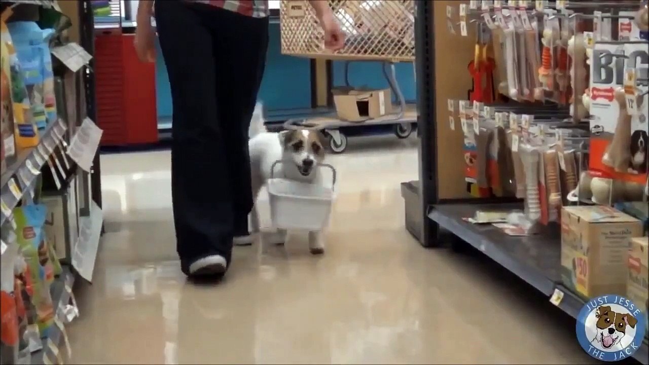 ギネス公式認定 世界一賢い犬 Video Dailymotion