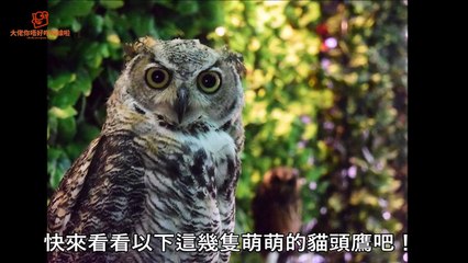 19個「養貓頭鷹的人」才能碰到的奇葩事件，牠們嚇到縮水的樣子會讓人看了立馬噴笑啊！