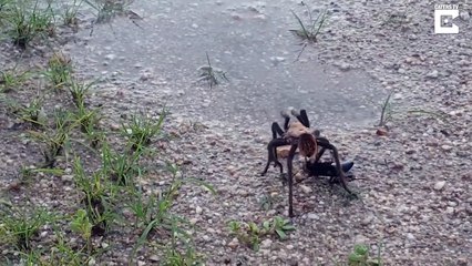 Combat épique à mort entre un tarentule et une guêpe Tarentula Hawk