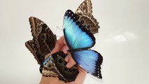 Big Beautiful Butterflies
