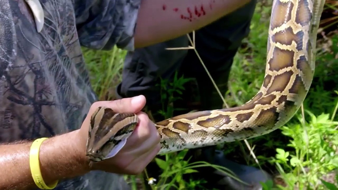 Gordon And Jack Ramsay Hunt For A Burmese Python | Season 1 Ep. 8 | THE F WORD