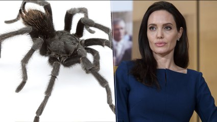 Even New Species Are Named After Queen B