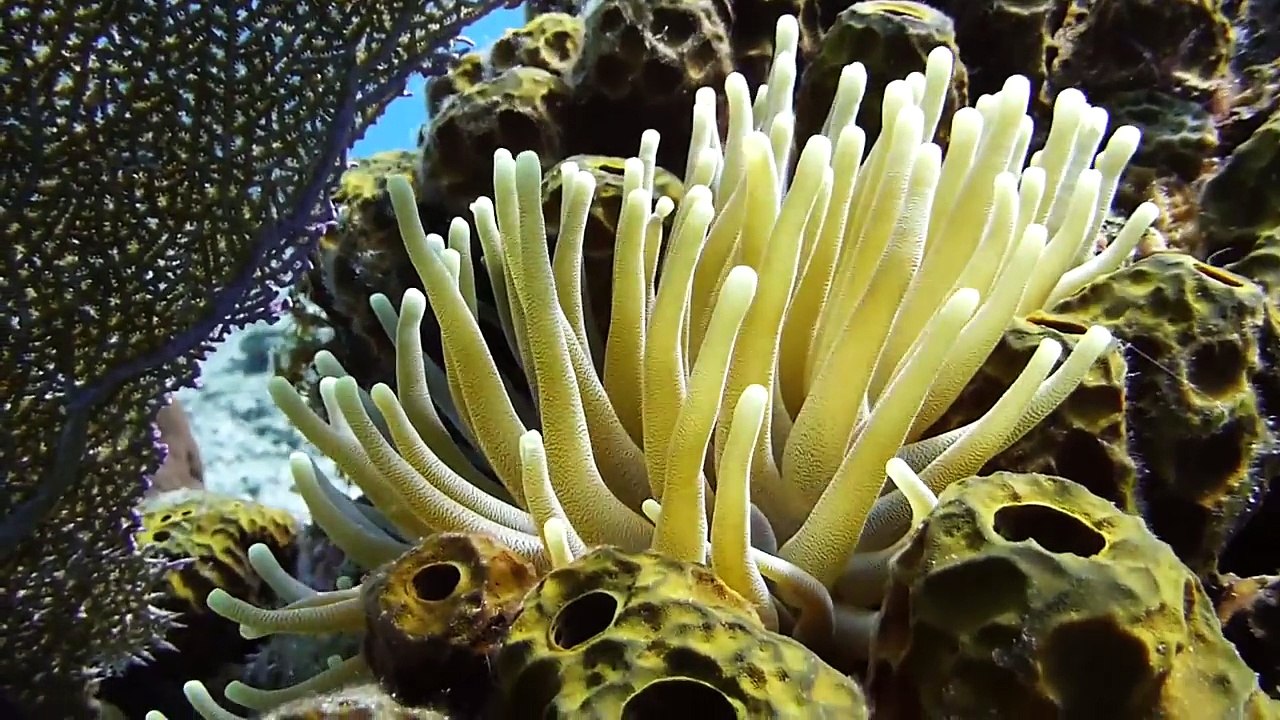 Life On The Coral Reef [HD]