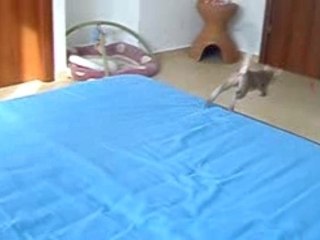 first thing to do in the morning is: playing :-D