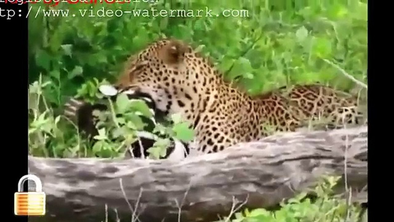 THẾ GIỚI ĐỘNG VẬT HOANG DÃ _CUỘC CHIẾN SINH TỒN _ĐỘNG VẬT 2015 KỲ 1