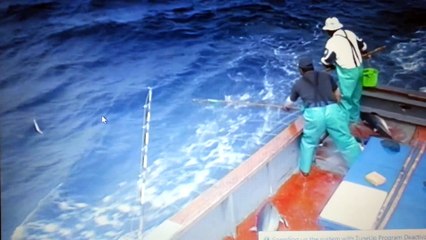 PENAK TENAN, SIMAK CARANYA MANCING TUNA INI, TANPA UMPAN