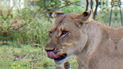 What Did This Lionesses With A Baby Baboon After Killing His Mother? Truly Defies Nature !