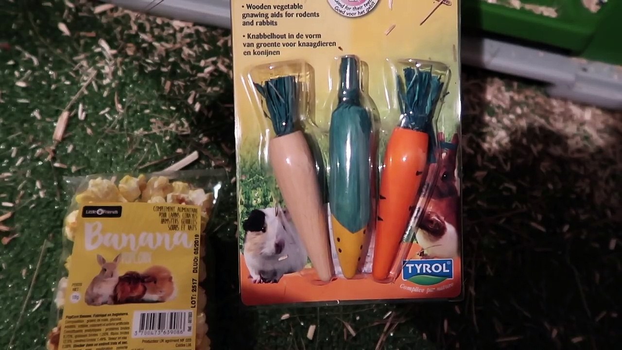 VLOG - 1ère RENCONTRE entre LAPINE et COCHON D'INDE  - Le Grand Amour - ❤️