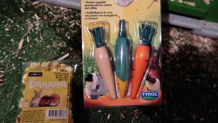 VLOG - 1ère RENCONTRE entre LAPINE et COCHON D'INDE  - Le Grand Amour - ❤️