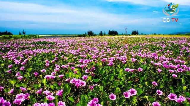 Phòng khám đa khoa Đại Đông - Cách chữa bệnh trĩ bằng Rau Muống Biển