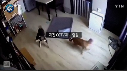 [제보영상] "잠자던 개도 깜놀"···포항 지진 CCTV / YTN
