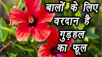 Hibiscus Flower for Hair Problem | गुड़हल फूल से दूर करें बालों की समस्या  | Boldsky