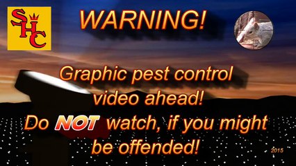 Pest Control with Air Rifles - Rat Shooting - Rattastic!