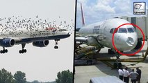 British Airways Airplane Crashed Into A Flock Of Strange Birds  | Birds vs Planes