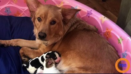 Cette chienne a mis au monde des chiots uniques au monde ! (vidéo)