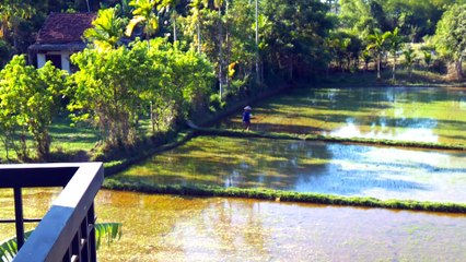 Vietnam : femme travaillant dans la rizière vu de notre chambre d'hôtel