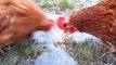 Chickens Do Not Understand The Concept Of Ice