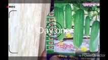how to germinate cucumber seed , grow cucumber from seeds