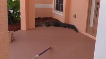 When A Suspicious Package Turns Out To Be An Enormous Alligator