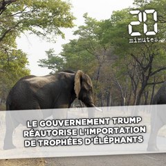 Le gouvernement Trump réautorise l'importation de trophées d'éléphants