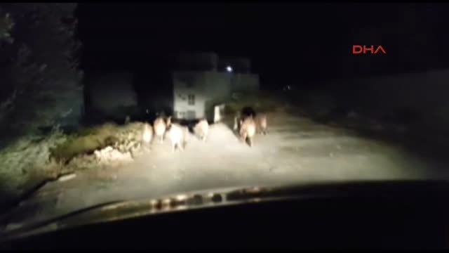 Aydın Kuşadası'na Domuz Sürüsü İndi