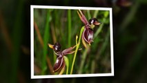 Caleana Major flowers - They look as lovely ducks.  It's interesting  to plant this flower in your garden !