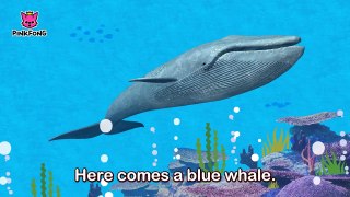 Whoosh, Blue Whale _ Blue Whale _ Animal Songs _ Pinkfong Songs for Children-v6kRovn8YWM