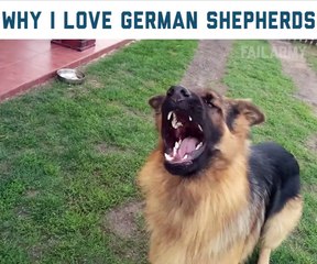 Quand on me demande pourquoi j'adore les bergers allemands