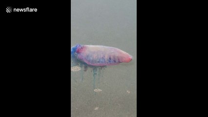 Couple finds Portuguese man o' war on Cornish beach