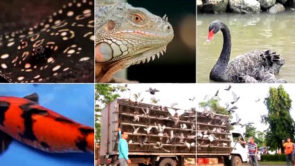 Alagang Magaling S8 EP10 - FACE THE FANCIER - KEVIN GONZALES