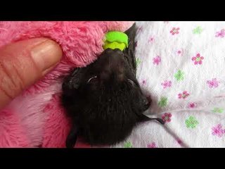Rescued Baby Bat Separated From Ill Mother