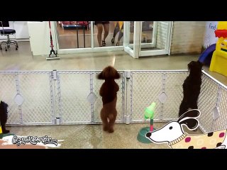 Köpek, Bakım Evinden Kendisini Almaya Gelen Sahibini Görürse